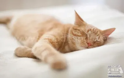 Мечты нашего кота: скачать фото Кошка спит в формате webp