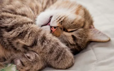 Мирный сон кошки: фото в высоком качестве для скачивания