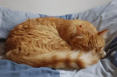 Уютные фото кошки, спящей на фоне