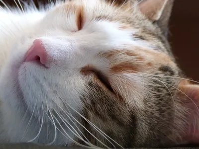 Мир и покой на фото: скачать бесплатно фото кошки, спящей в png