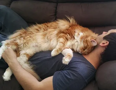 Умиротворение в объективе: фото спящей кошки для скачивания
