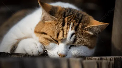Очарование спящих кошек: скачать бесплатно в png