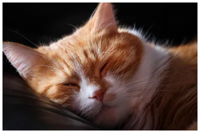 Милые фотографии спящих кошек: png изображения для скачивания