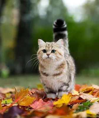 Роскошная кошка такса на фоне осенних листьев - фотография