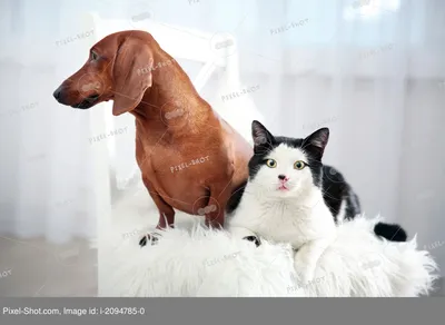 Фото кошки такса с эффектом размытия вокруг