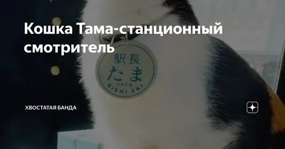 Удивительные фото Кошка тама для скачивания