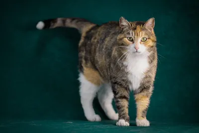 Кошка тильда - милейший котик на фото