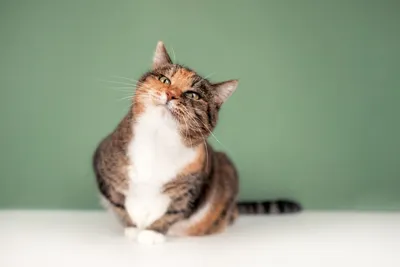 Кошка тильда - фотогеничность в каждой позе