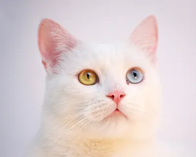 Изящная кошка турецкой породы