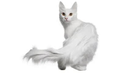 Серебристый отлив у кошек турецкой породы