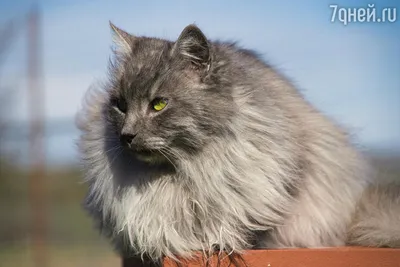 Привлекательный окрас у кошки турецкой породы