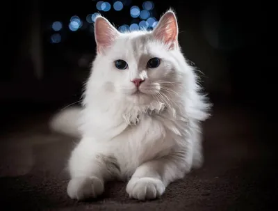 Кошка турецкой породы с белым мехом