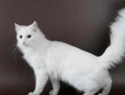Чисто белый окрас у кошки турецкой ангоры