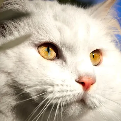 Кошка ангора с ярко выраженными чертами лица