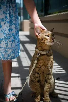 Удивительные снимки кошек ашера на фон