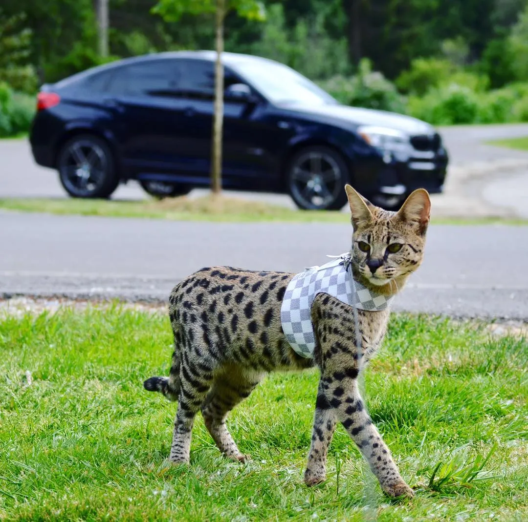 Самая Дорогая Кошка В Мире Купить