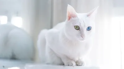 Фотографии белых кошек для скачивания