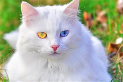 Чудесные белоснежные кошки на фото