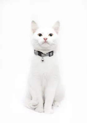 Фото с белыми кошками в разных форматах
