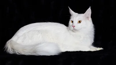 Изящные кошки белого цвета на картинках