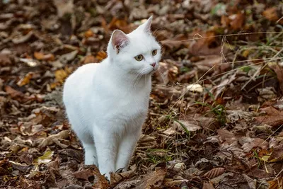 Фото белых котов с разными фонами