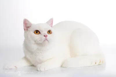 Кошки белые: скачать фотографии в webp