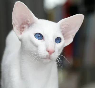 Белые кошачьи фото для использования