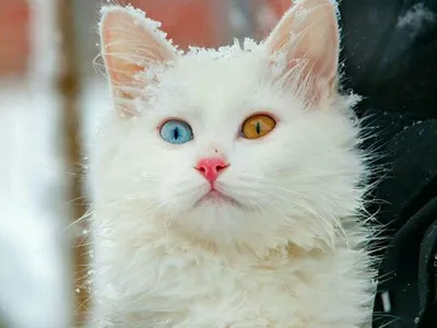 Великолепные фото с белыми кошками