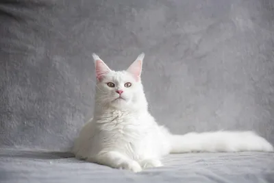 Коллекция фото белых котов для загрузки