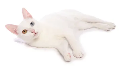 Фото белых пушистых кошек