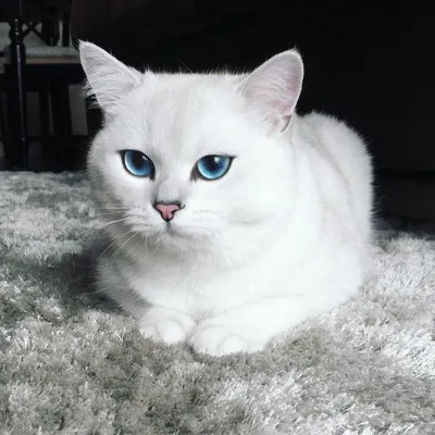 Белые кошки на фото: пушистые красавцы