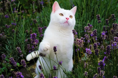 Чисто-белые кошки на картинках