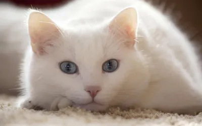 Белые кошки: фото в хорошем качестве