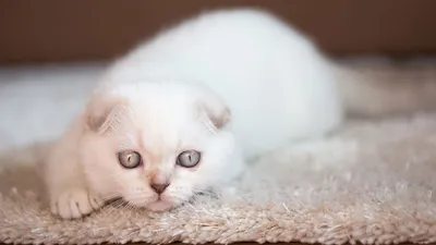 Нежные белые коты на картинках