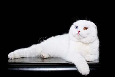 Кошки белые: бесплатные фотографии для загрузки