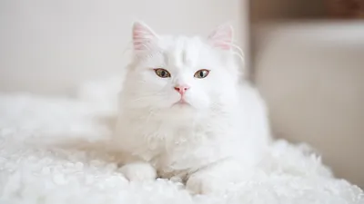 Фон с белыми кошками: фото и обои