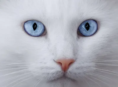 Кошачьи фото: белые пушистые коты