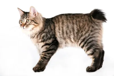 Фото кошек без хвоста с возможностью выбора формата