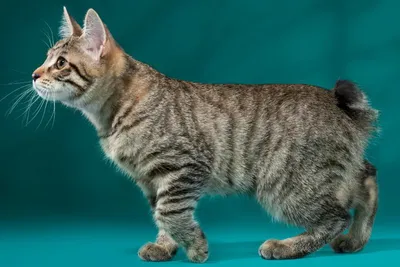 Изображения безхвостых кошек: доступные форматы для скачивания