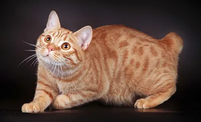 Красивые фотографии кошек без хвоста