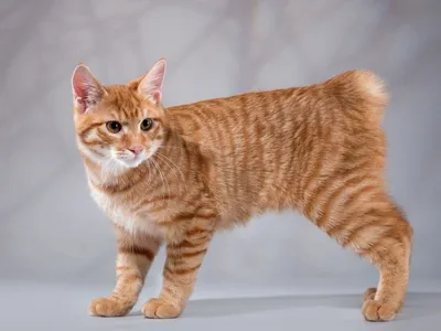 Фотографии кошек без хвоста с возможностью выбора размера