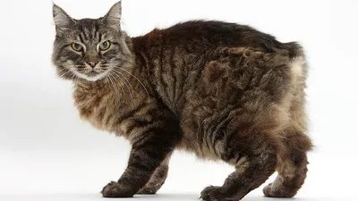 Изображения кошек без хвоста: выберите формат для скачивания