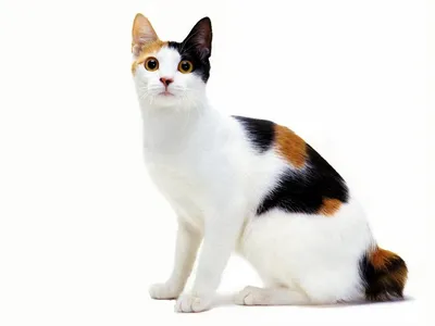 Изображения безхвостых кошек в различных размерах и форматах