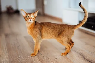 Фотографии породы Кошки без хвоста для использования в качестве фона
