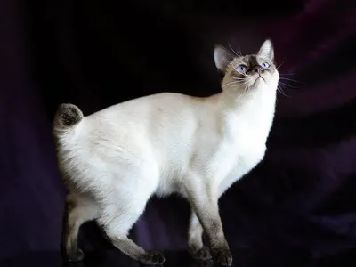 Изображения кошек без хвоста: выберите размер и формат