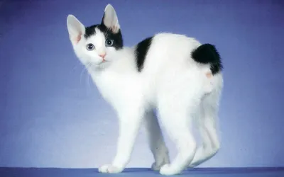 Фото кошек без хвоста в разных форматах