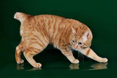 Фотографии породы Кошки без хвоста для скачивания