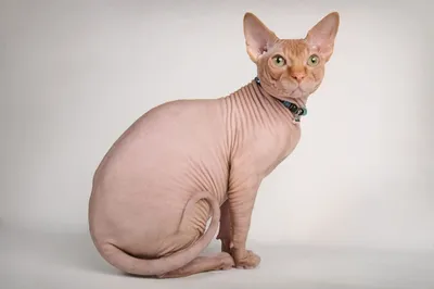 Уникальные фото безшерстных кошек в формате PNG