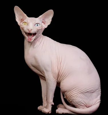 Лучшие изображения кошек без шерсти для скачивания в WebP