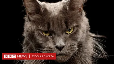 Фото безшерстных кошек в разных размерах для загрузки в JPG